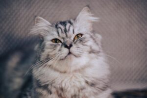 既卒のフリーターが正社員を目指すための具体的な方法は？